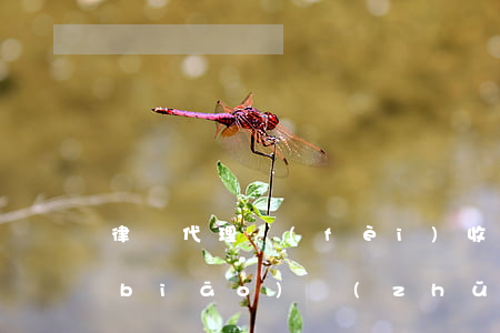 律師代理費(fèi)收費(fèi)標(biāo)準(zhǔn)計(jì)算器(律師代理如何收費(fèi))