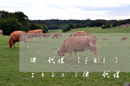 律師代理費(fèi)標(biāo)準(zhǔn)(律師代理費(fèi)的收費(fèi)標(biāo)準(zhǔn))