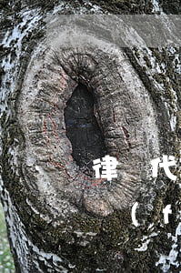 律師代理費(fèi)用如何收取(律師代理費(fèi)怎么算)