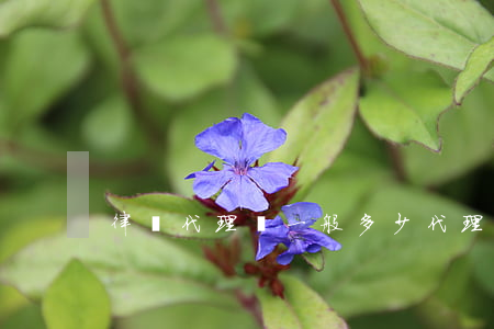 律師代理費一般多少(代理律師費用收取標準)