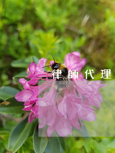 律師代理費怎么收(律師代理費如何收取)
