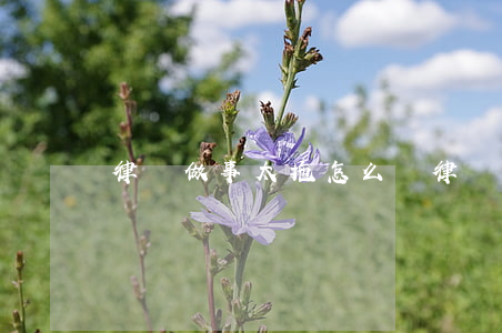 律師做事太拖怎么辦(律師拖延辦案怎么辦)