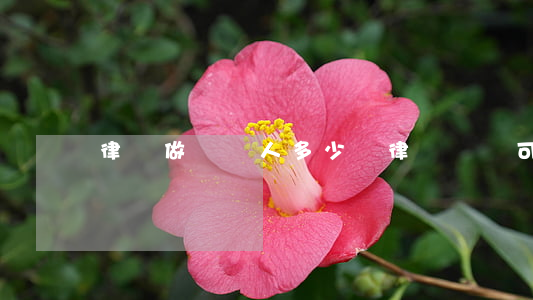 律師做見證人多少錢(律師見證可以視頻見證嗎)