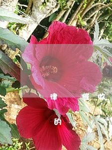律師催收欠款如何收費(律師收欠款怎么收費的)