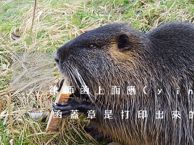 律師函上面應(yīng)該蓋什么章(律師函蓋章是打印出來的)