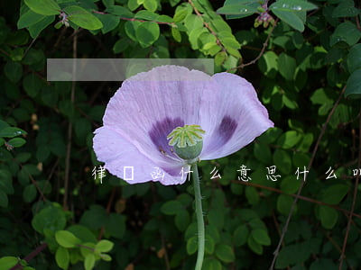 律師函什么意思(什么叫律師函)