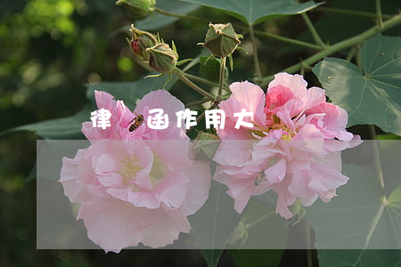 律師函作用大嗎