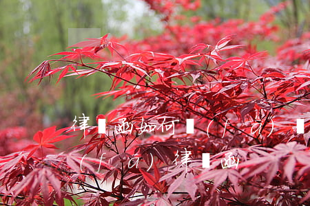 律師函如何發(fā)給對方(怎樣給對方發(fā)律師函)
