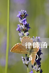 律師函怎么下發(fā)(律師函如何發(fā))