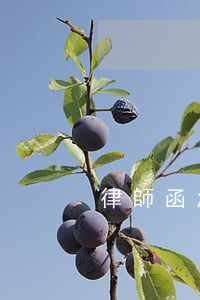 律師函怎么拆(律師函怎么弄)