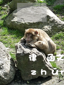 律師函文件格式(律師函標(biāo)準(zhǔn)格式)