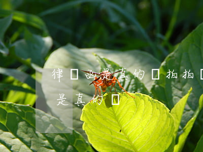 律師函是真的嗎(拍拍貸發(fā)的律師函是真的嗎)
