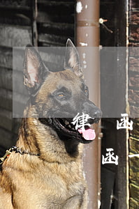 律師函會(huì)發(fā)給朋友嗎(律師函一般是怎樣的形式發(fā)給你)