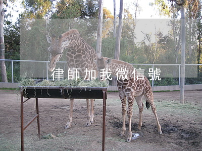 律師加我微信號