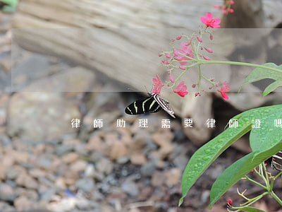 律師助理需要律師證嗎(律師助理的工作)
