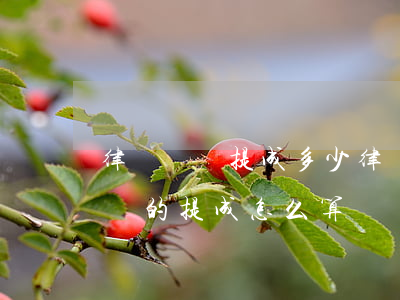 律師勝訴提成多少(律師事務(wù)所和律師的提成怎么算)