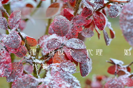 律師可以全權代理嗎(離婚案件律師可以全權代理嗎)