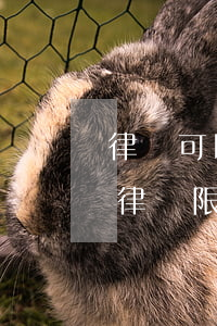 律師可以到法院掛職嗎(法院工作人員辭職做律師限制)