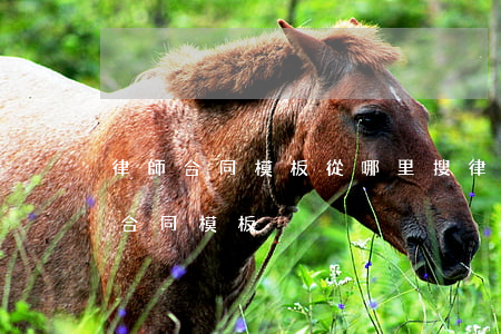 律師合同模板從哪里搜(律師事務所委托代理合同模板)