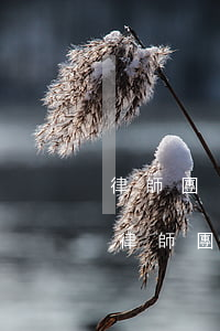 律師團(tuán)隊(duì)西首律所律師團(tuán)隊(duì)(律師專業(yè)團(tuán)隊(duì))