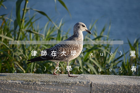 律師在大學(xué)里要修什么專業(yè)(大學(xué)有律師專業(yè)嗎)