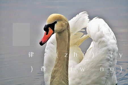 律師執(zhí)業(yè)證號(hào)查詢網(wǎng)站(律師執(zhí)業(yè)證號(hào)查詢網(wǎng)站2019)