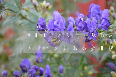 律師執(zhí)照怎么查詢(中國律師網(wǎng)怎么查詢律師)