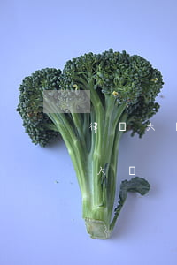 律師大專有哪些學校(有律師專業(yè)的大學)