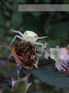 律師好考嗎