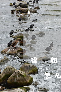 律師如何給公安提意見，律師如何給公安提意見怎么寫