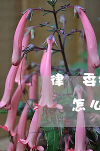 律師委托協(xié)議書怎么寫(律師委托書怎么寫范文)