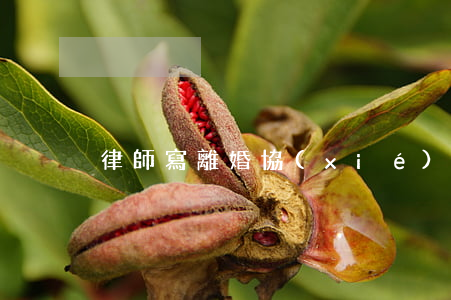 律師寫離婚協(xié)議