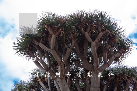 律師對(duì)銀行卡逾期的做法(律師處理信用卡逾期案件)