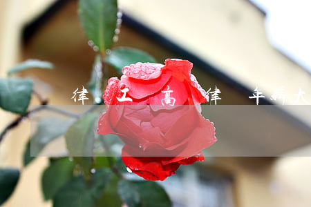 律師工資高嗎(律師年薪大概是多少)
