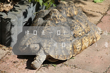 律師差一個(gè)人信息需要多少費(fèi)用(個(gè)普通的律師,咨詢一小時(shí)大概收費(fèi)多少)