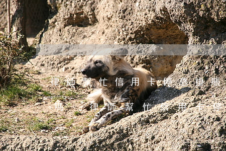 律師幫忙信用卡停息掛賬會(huì)成功嗎-律師幫忙信用卡停息掛賬會(huì)成功嗎知乎