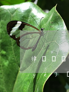 律師從業(yè)資格證好考嗎(律師職業(yè)資格證書難考嗎)