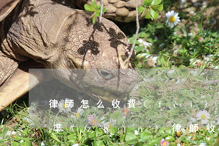律師怎么收費(fèi)的標(biāo)準(zhǔn)(律師收費(fèi)是怎么收費(fèi)的)