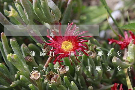 律師打一場官司要花多少錢(現(xiàn)在打一場官司要交多少律師費)