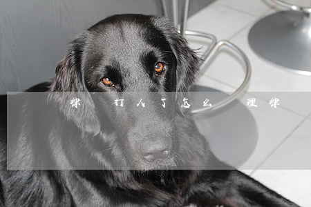 律師打人了怎么處理(律師打人的后果是什么)