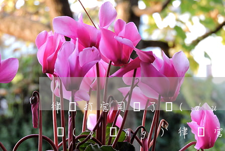 律師打官司輸了對(duì)律師有影響嗎(請(qǐng)律師官司輸了對(duì)律師有影響嗎)
