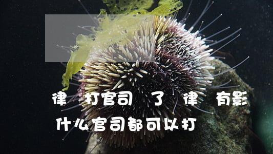 律師打官司輸了對律師有影響嗎(律師是不是什么官司都可以打)
