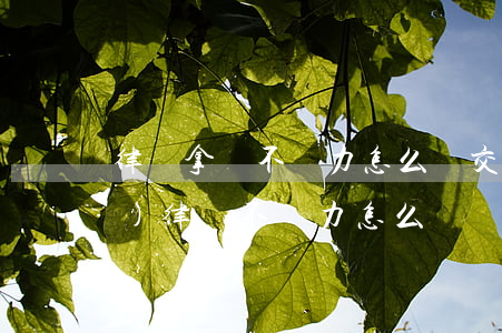 律師拿錢不盡力怎么辦(交了律師費(fèi),律師不盡力怎么辦)