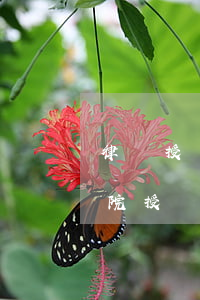律師授權(quán)委托書范文怎么寫(法院授權(quán)委托書范文)