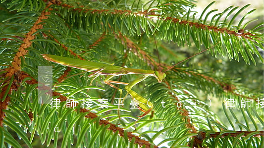 律師接案平臺(tái)(律師接案平臺(tái))