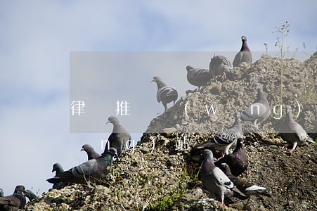 律師推廣網(wǎng)站(律師推廣網(wǎng)站)