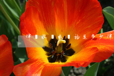 律師收費表價格是多少(律師收費價目表圖片)