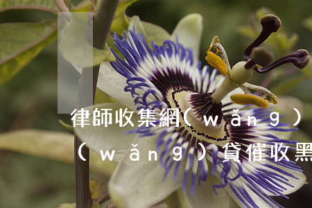律師收集網(wǎng)貸催收案例，揭秘網(wǎng)貸催收黑幕：律師團(tuán)隊(duì)深度挖掘典型案例