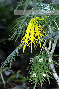 律師是不是什么官司都可以打(打官司找律師有用嗎)