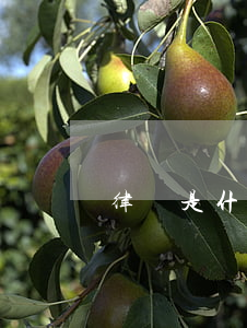 律師是什么(律詩是什么意思)